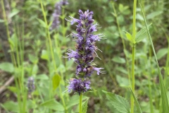 Lavender-Hyssop