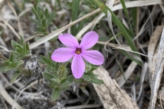 Leafy-Phlox
