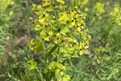 Leafy-Spurge