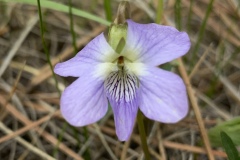 Longspur-Violet