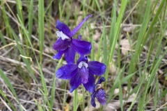 Low-Larkspur