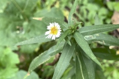 Marsh-Aster