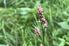 Marsh-Smartweed
