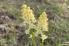 Meadow-Deathcamas