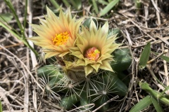 Missouri-Pincushion