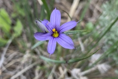 Mountain-Blue-eyed-Grass