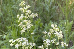 Northern-Bedstraw