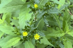 Norwegian-Cinquefoil