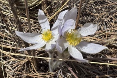Pasqueflower