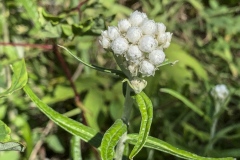 Pearly-Everlasting
