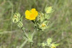 Pennsylvania-Cinquefoil