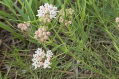 Plains-Milkweed