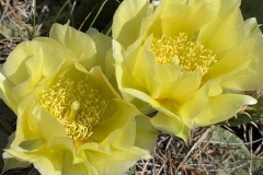 Plains-Pricklypear