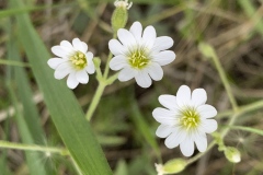 Prairie-Chickweed