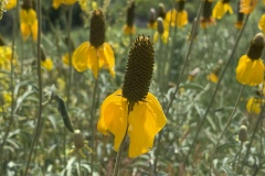 Prairie-Coneflower