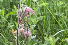 Prairie-Smoke