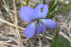 Prairie-Violet