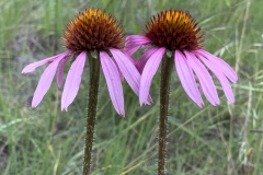Purple-Coneflower