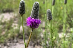 Purple-Prairie-Clover