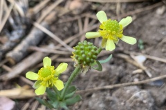 Ranunculus-spp
