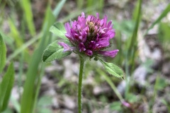Red-Clover