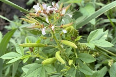 Redwhisker-Clammyweed