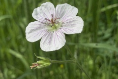Richardsons-Geranium