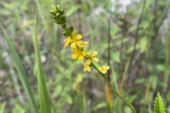 Roadside-Agrimony