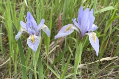Rocky-Mountain-Iris
