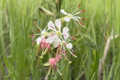 Scarlet-Gaura