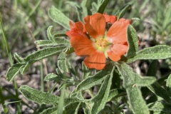 Scarlet-Globemallow