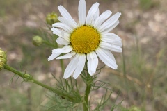 Scentless-Chamomile