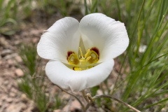 Sego-Lily