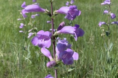 Shell-leaf-Penstemon