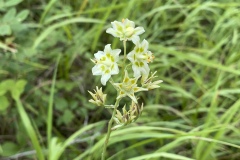 Showy-Deathcamas