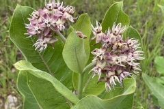 Showy-Milkweed