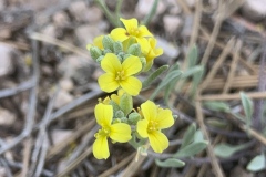 Silver-Bladderpod