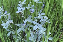 Silver-Scurfpea