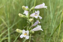 Slender-Beardtongue