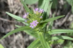 Slenderleaf-Collomia