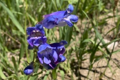 Smooth-Beardtongue