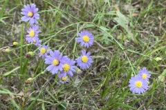 Smooth-Blue-Aster