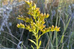 Solidago-spp-2