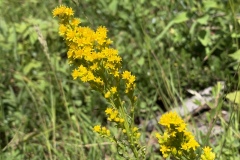 Solidago-spp