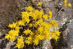 Spearleaf-Stonecrop