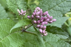 Spotted-Joe-Pyeweed