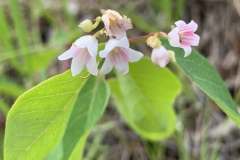 Spreading-Dogbane