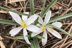 Star-Lily