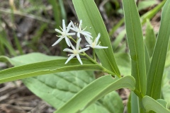 Starry-False-Solomons-Seal