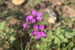 Sticky-Geranium